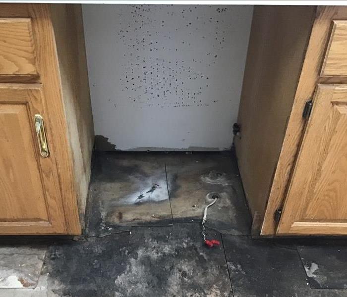 Mold on a kitchen floor. 